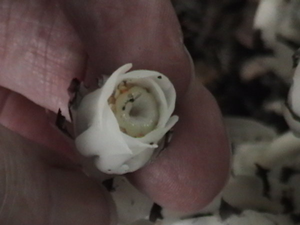 Looking into the &quot;bowl&quot; of the Indian Pipe