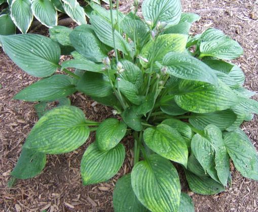 The entire plant showing the mottled leaves.