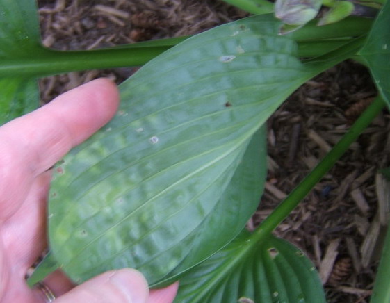 The back side of a leaf. No sunken tissue but the colour shows through.