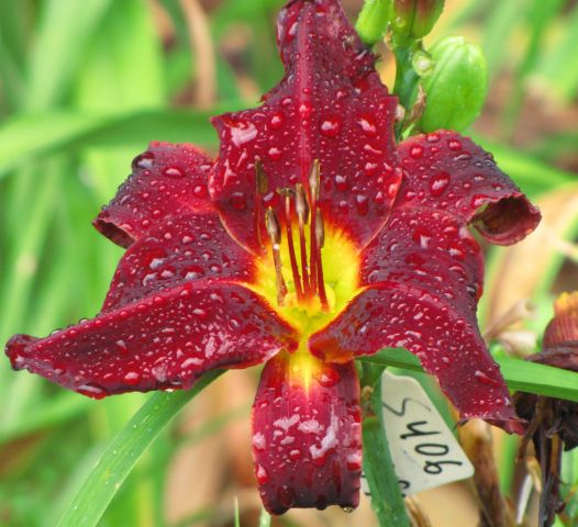 S-406 (Red Pinocchio seedling X Dominic) [640x480].JPG