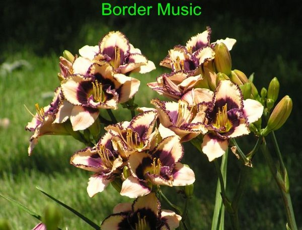 Border Music (3) [640x480].JPG