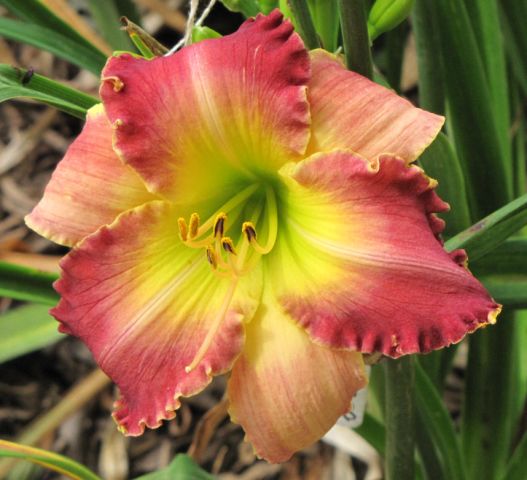 S-398-a {S-214 (Techny Peace x Caledonia) X Spacecoast Starburst (2) [640x480].JPG