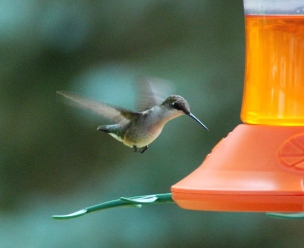 hummingbird_1.JPG