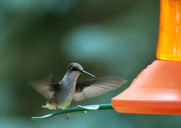 hummingbird_2.JPG