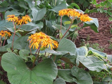 Ligularia (2) [640x480].JPG