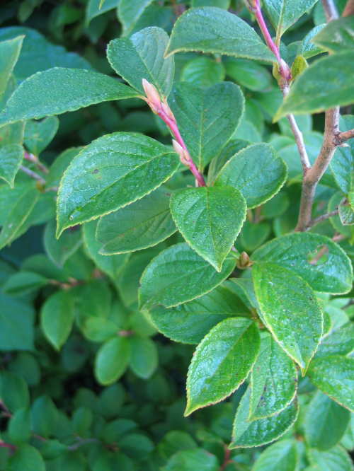 Stewartiapseudocamellia.JPG