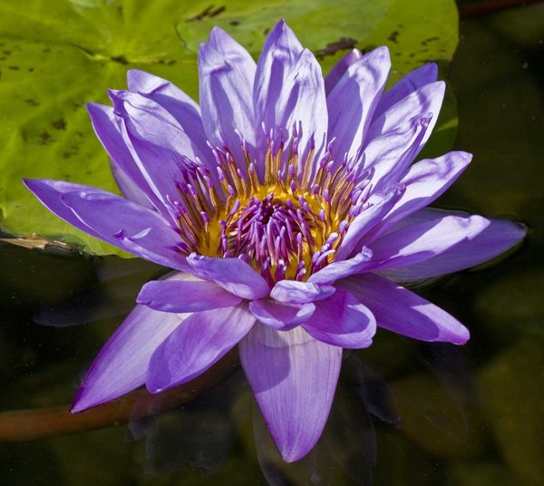 Web Purple Water Lily .jpg