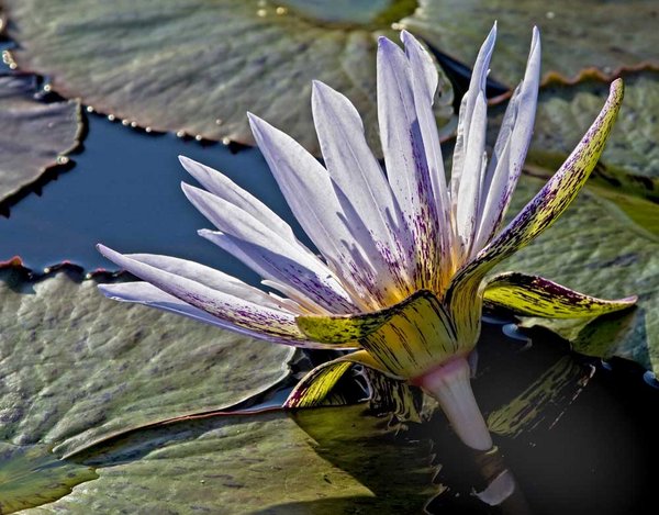 Web-Wht-backlit-lily-6554.jpg