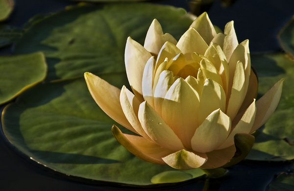 Web-Yellow-water-lily_6558.jpg