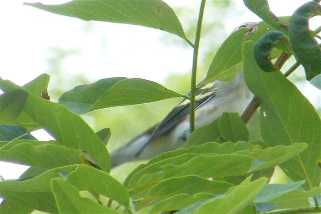 Sideview Chestnut-sided Warbler (Small).jpg