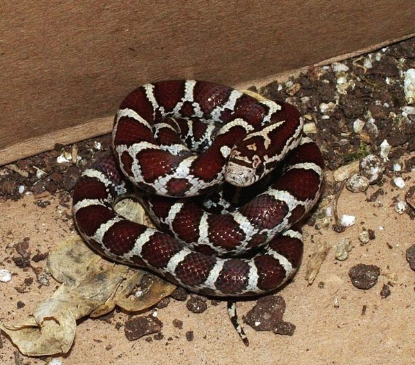 easternmilksnake.jpg