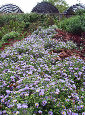 Aster-October-Skies.jpg