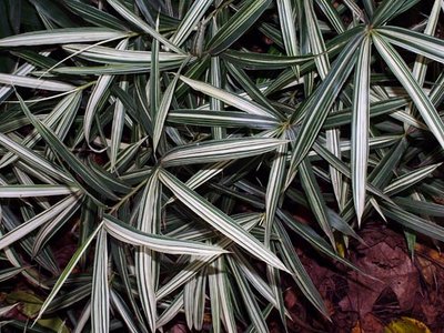 Closeup of dwarf whitestripe bamboo