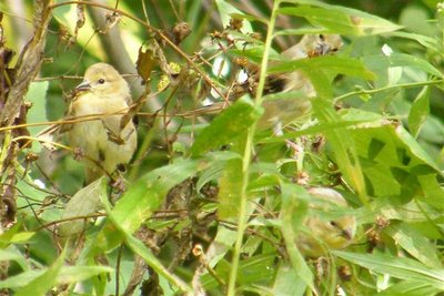 3 Goldfinch