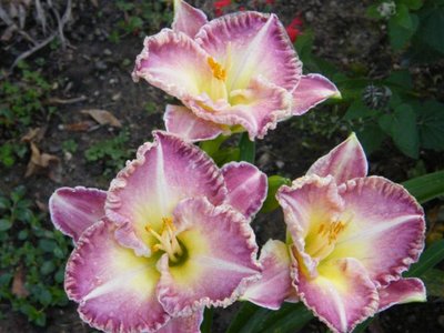 Girls Gone Wild Daylily