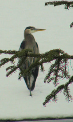 the regular heron that visits