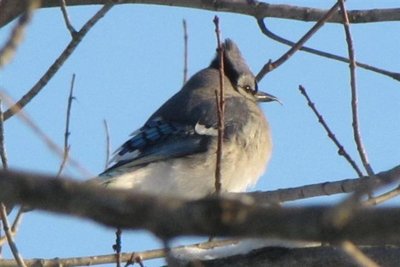 Blue Jay