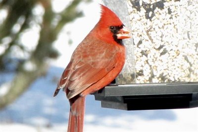 Cardinal