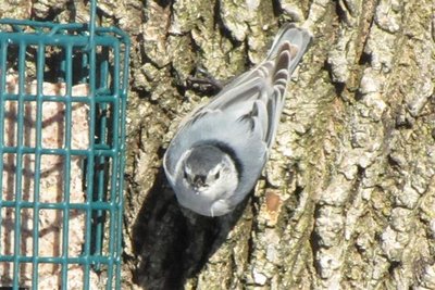 White-breasted Nuthatch