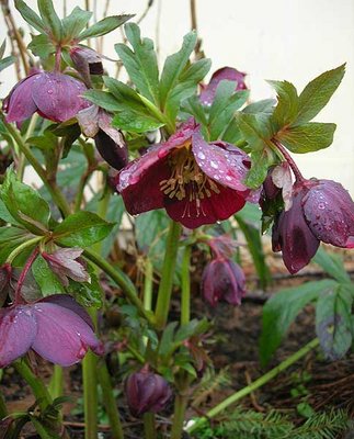 hellebore1.jpg