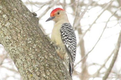 Red-bellied Woodpecker