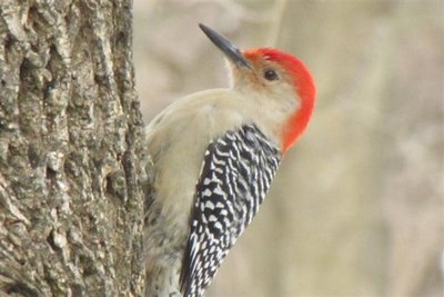 Red-bellied Woodpecker