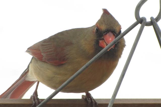 Female Northern Cardinal