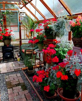 Overwintering geraniums in winter. Seedlings on benches on other side. Small electric fire place on thermostat keeps heat above 38 degrees day and night.
