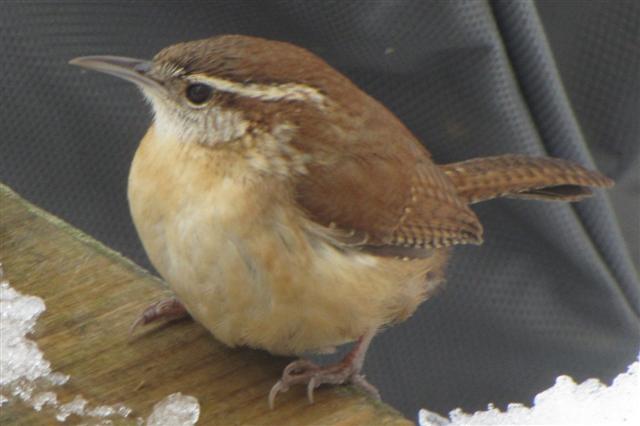 Carolina Wren