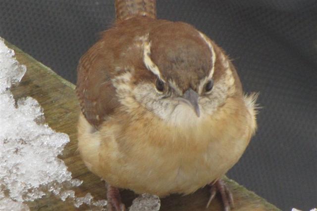 Carolina Wren