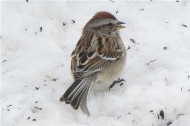 American Tree Sparrow