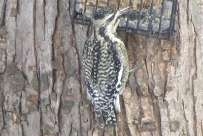 Yellow-bellied Sapsucker