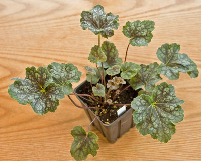 Heuchera-Grnredsilvr-veining.jpg