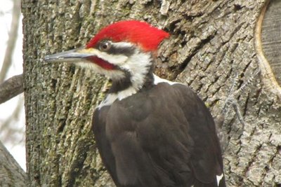 Pileated 3-02-10 (Small).JPG