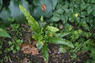 Hart Tongue Fern and Halycon late Auguts