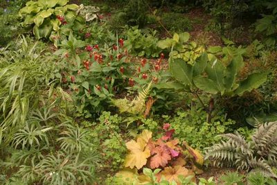 Spigelia marlandica, Dryopterus 'Brilliance', Heuchera 'Southern Comfort', Hosta 'Fragrant Bouquet'