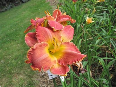 S-4-F {S-135 (Ruffled Dude x Country Melody) X Spacecoast Starburst} 7-14-09 (2) [800x600] (Small).JPG