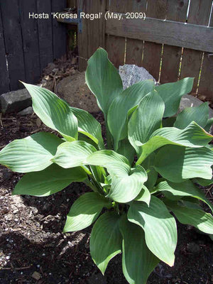 After two years working with a sunny perennial garden, I was daunted by how much shade I had at my new house. 'Krossa Regal' convinced me that all would be well.