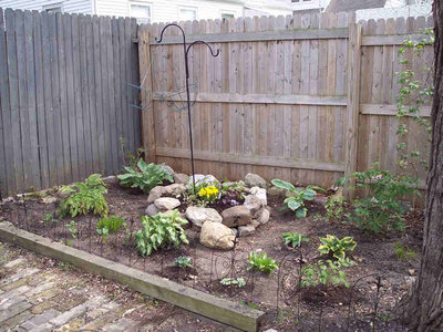 By early May, the beginnings of a courtyard shade garden are taking shape.