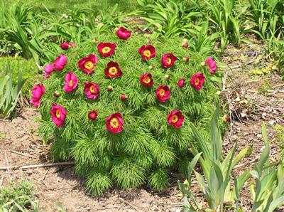 Fernleaf Peony, May 1, 2010 (2).JPG