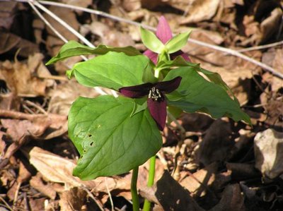 Trilliums .JPG