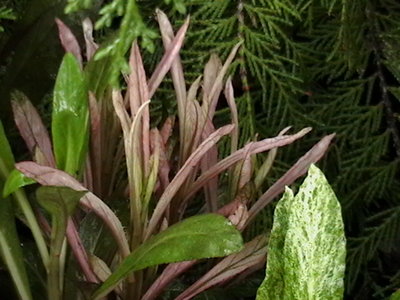 Cardinal Flowers odd leaves 10 0769.JPG