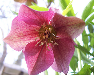 Hellebore backlit by morning sun.