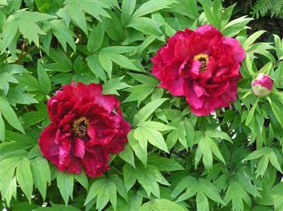 Tree Peony (3) (Custom).JPG