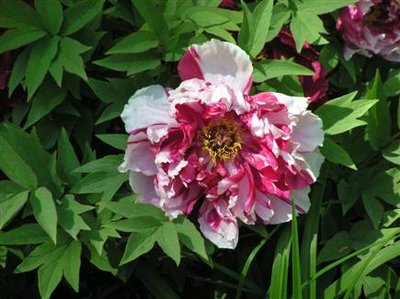 Tree Peony Shima Nishiki .JPG