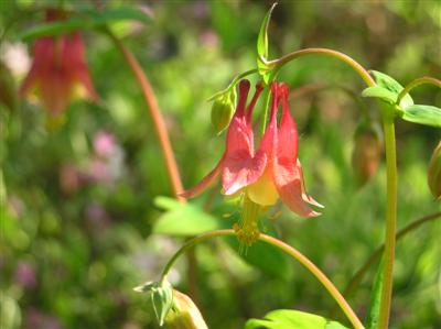 Columbine (4) (Custom).JPG