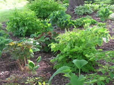 Hosta beds (6) (Custom).JPG