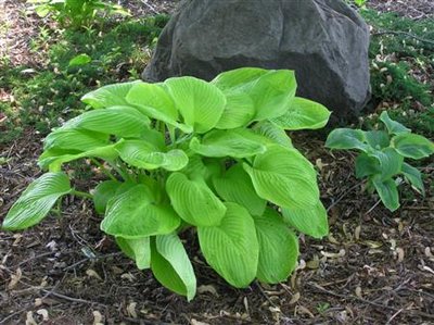 Hosta Stoplight (Custom).JPG