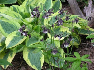 Columbine, Hosta Mama Mia (Small).JPG