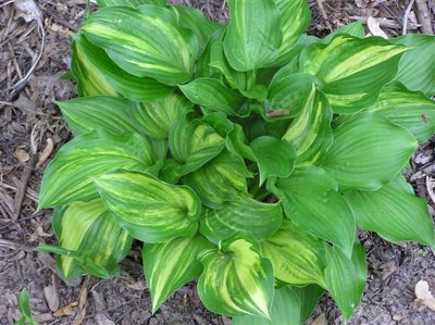 Hosta Don Quixote (2) (Small).JPG